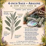 Smudge Kit: Sage (4-Inch) + Abalone Shell