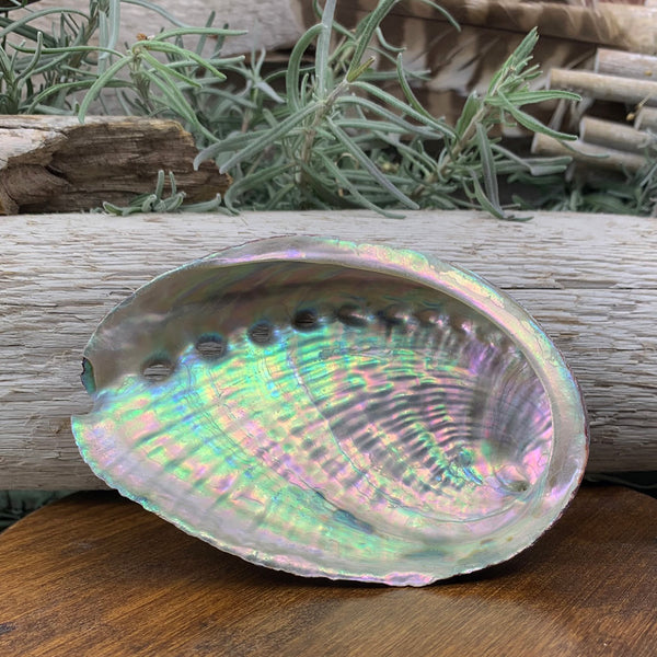 Abalone Shell