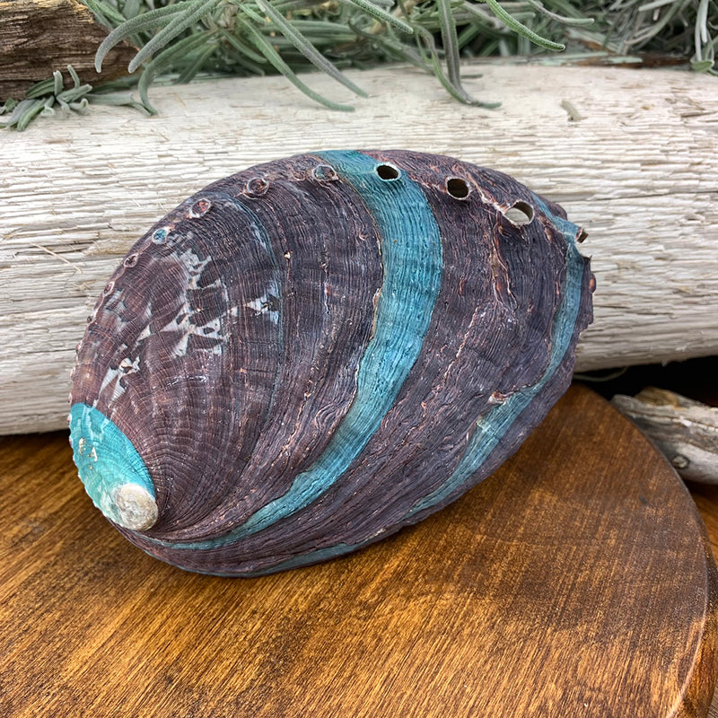 Abalone Shell