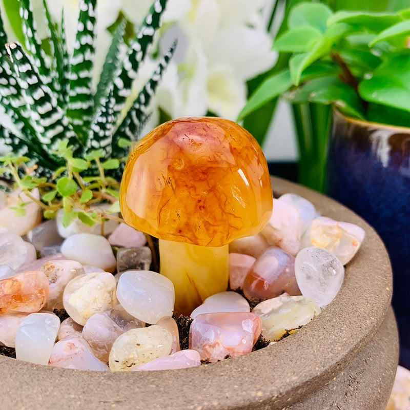 Carnelian Mushroom - mushroom